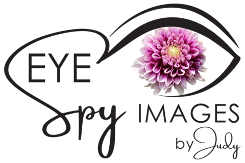 Eye Spy Images by Judy 